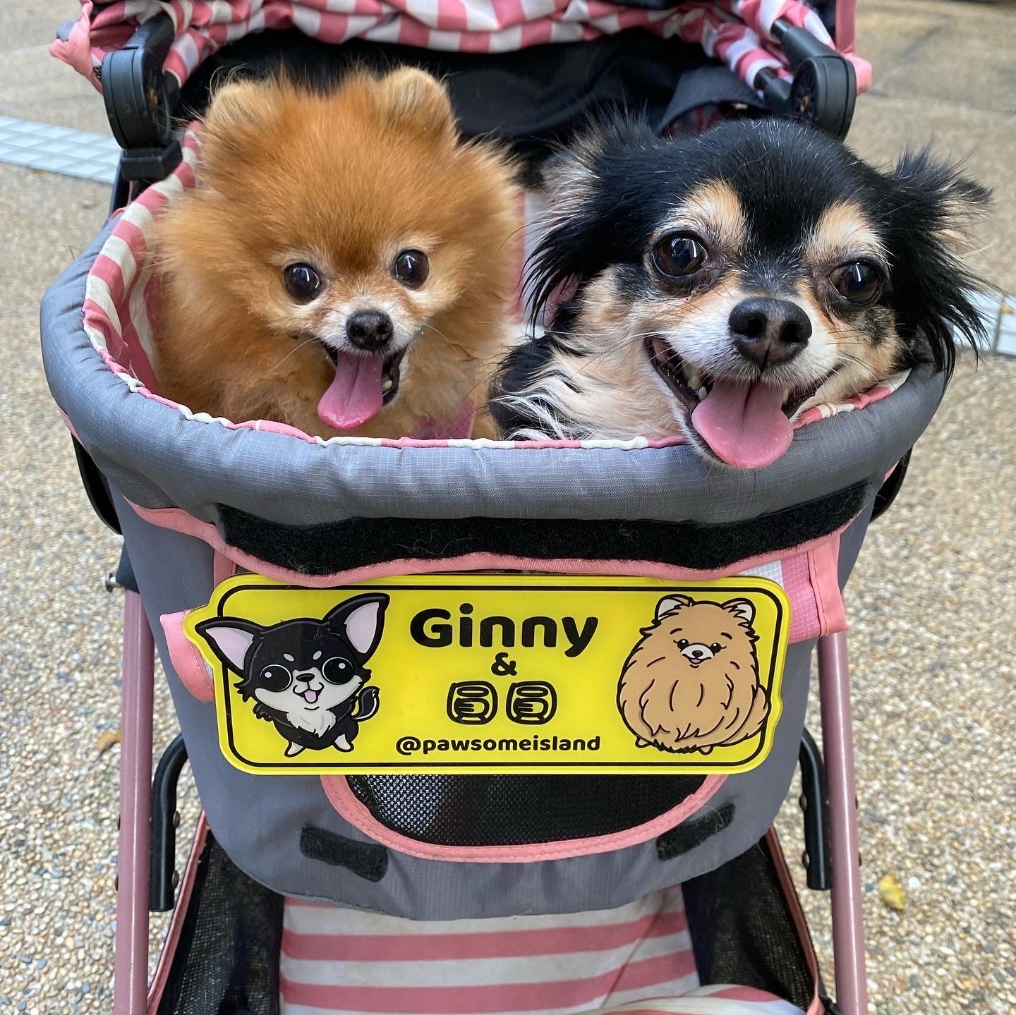 Custom Pet Stroller Plate, Persoanlize Die Cut Acrylic Sign